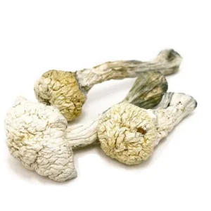 Avery Albino Mushrooms