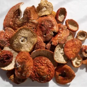 Amanita Muscaria Mushroom