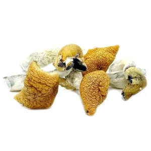 Golden Teacher Mushrooms
