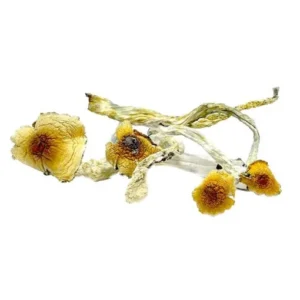 Liberty Caps Mushrooms