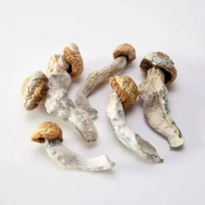 Albino Penis Envy Mushroom