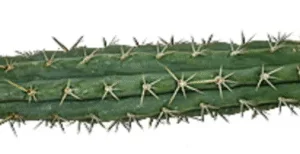 Peruvian Torch Cactus ( Trichocereus peruvianus)