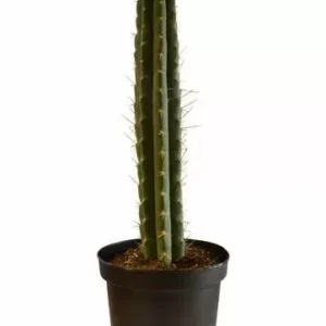 Peruvian Torch in soil – Trichocereus Peruvianus (Big)