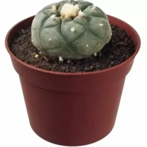 Peyote (Lophophora Williamsii)