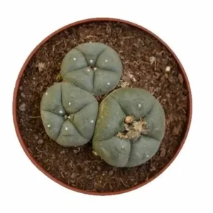 Peyote – Lophophora Williamsii (3 heads)