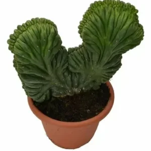 Trichocereus Pachanoi forma cristata (San Pedro)